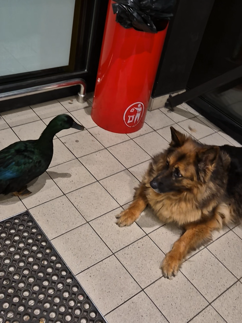 Kaczor Jerry i owczarek Gaja kochają Biedronkę i chcą zostać 🦆🥹🐕 #śmiesznezwierzaki #śmiesznezwierzęta #kaczka #kaczor #zwierzaki 
