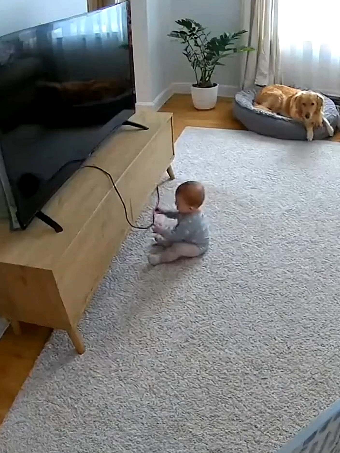Dog Saves Baby From TV Disaster! 🐕 This Ring camera video captures the terrifying moment a dog saves a baby from a falling television! 🐕📺  A baby plays innocently under a TV on a thin wooden cabinet, pulling on the cable. The television begins to tilt dangerously. The golden retriever dog, which was resting a few meters away, reacted in a split second with incredible reflexes!  Watch as this heroic dog leaps from his basket, sprints across the living room and reaches the TV just in time! With his head and shoulders, he pushes and deflects the falling television, causing it to tip to the side instead of crashing into the baby. The timing is PERFECT — one second more and it was disaster!  The mother comes running, terrified, and discovers her baby safe and sound thanks to the courage and lightning-fast reflexes of their protective dog. This moment captured on surveillance camera shows why dogs truly are man's best friend — and children's guardians!  Like and subscribe for more heroic animal rescues caught on camera!#securitycamera #adorable #wholesome #baby #dog #fyp #animalrescue #foryoupage❤️❤️ #dogsavesbaby #cutebaby #herodog #dogsavesbaby #herodog #ringcamera