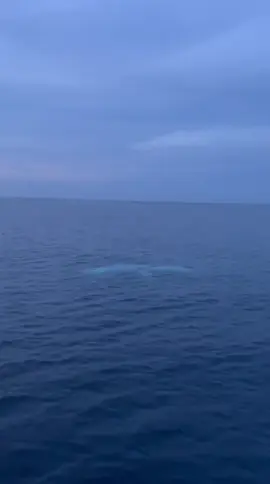 sugra😇🙏 #serampingan #hewanlangka #atekorfishingtour #captainaris #seririt 