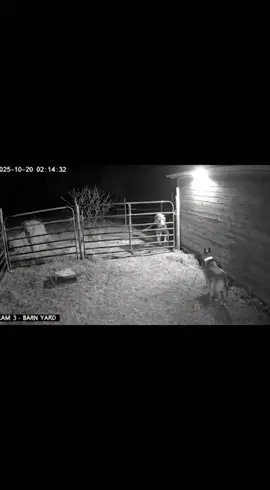 #skinwalker #fy #cctv #scary #are Are goblins real? 