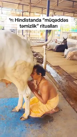 Bəzi hindu qrupları inəyi “ana” və müqəddəs sayır. Onlar inəyin sidiyinin bədəni və ruhu təmizlədiyinə inanır. Bu məqsədlə sidiyi içir, bədənlərinə sürtür və hətta başlarını onunla yuyurlar. Bu adət qədim hindu inanclarına və Ayurveda təbabətinə əsaslanır, amma alimlər bildirir ki, bu ritualın heç bir elmi sübutu yoxdur və sağlamlıq üçün risklidir.