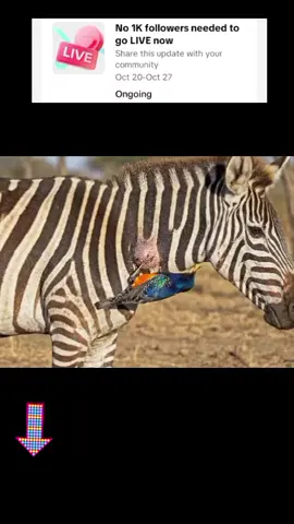 #LIVEIncentiveProgram #LIVEWithLessFollowers #PaidPartnership 