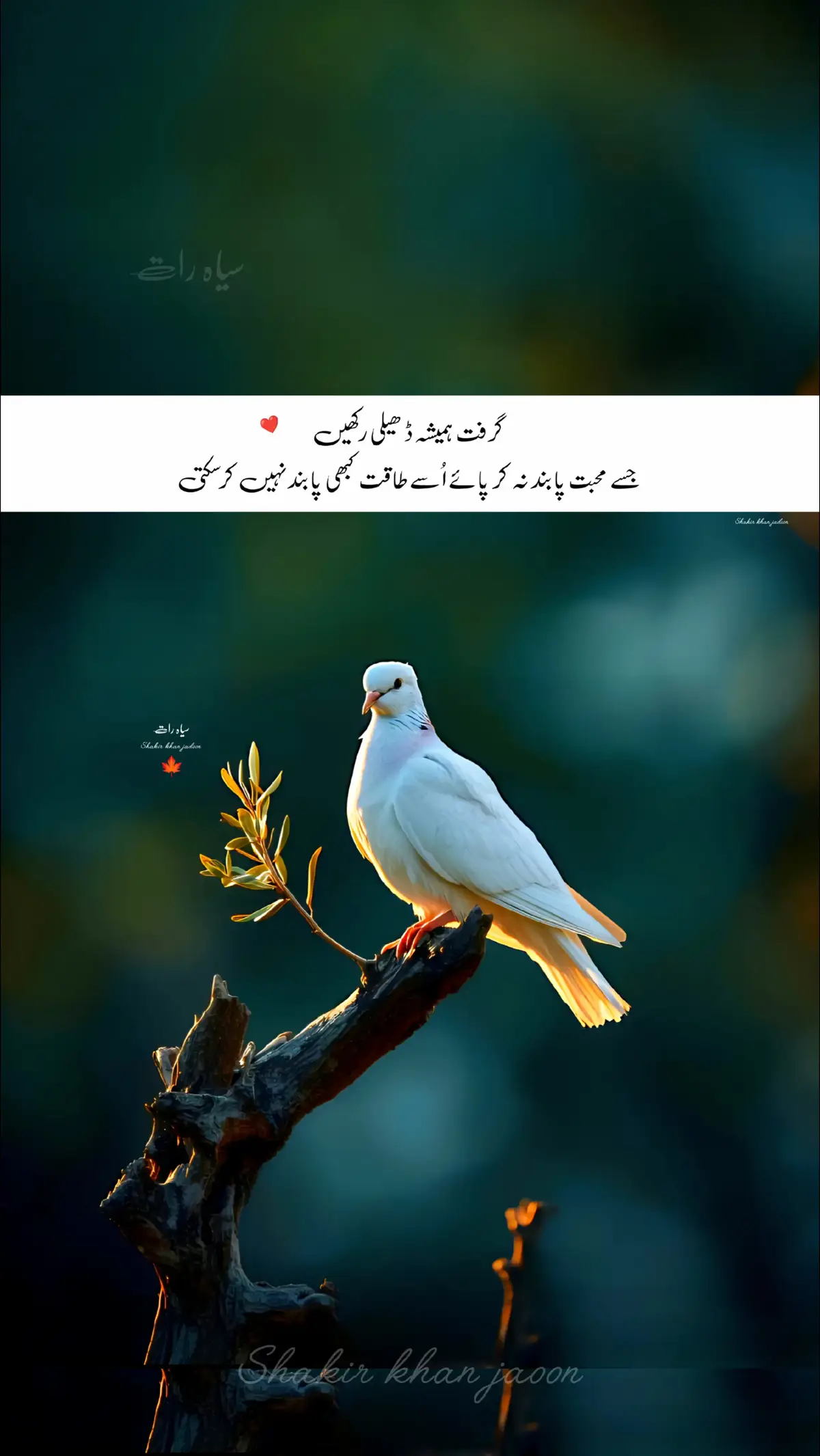 #flypシ #tiktok #USA  ❤️🧡🤎💛💙💚