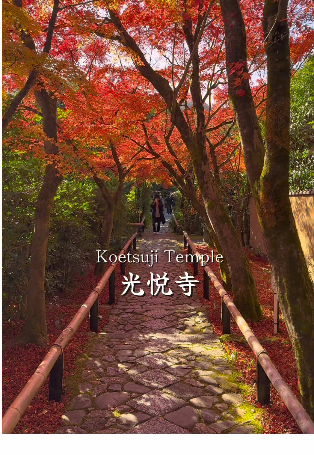 ⁡今年凄く行ってほしい！美しすぎる紅葉スポット🍁 📍Koetsuji Temple | Kyoto🇯🇵 🗾光悦寺 ※映像は2024年に撮影 例年見頃は11月下旬頃から～