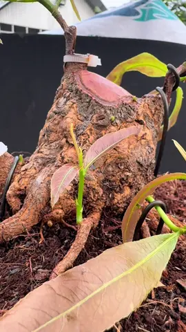 Bạn giám nghỉ,giám làm mới ra đc tác phẫm đẹp   Siêu phẫm mini của e lợi mời anh chị e xem tham khảo ạ🥰😍😍#maivang #maivangbonsai #maivangmientay #maivangmiennam #maivangsapde 