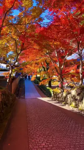 秋🍂 #fyp #京都 #秋 