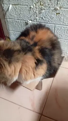 so mungil dan imut #kucing #kucingtiktok #catlover #kucinggemoy #kucinglucu 