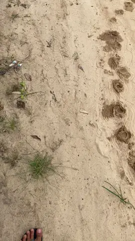 susah mbok keploki seneng mbok rasani 😇😇#storytrukmbois #lewatberanda #bahansw  #krodong_mania_comunity 