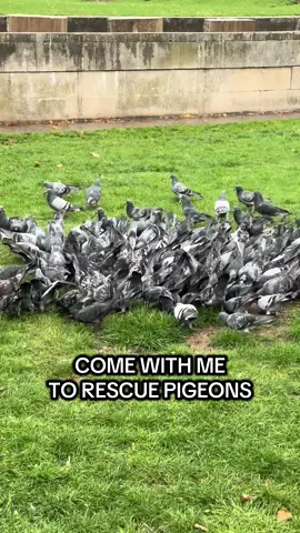 Come with me to rescue some Pigeons in London with the string foot team 🐦 #pigeon #pigeons #stringfoot 
