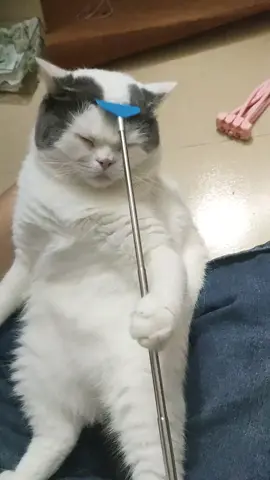 #cats 