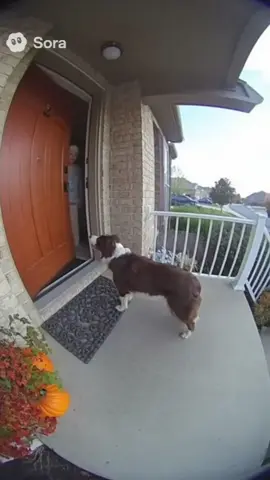 Ranking AI Dog Water Cannon Videos #sora #funny #fyp 