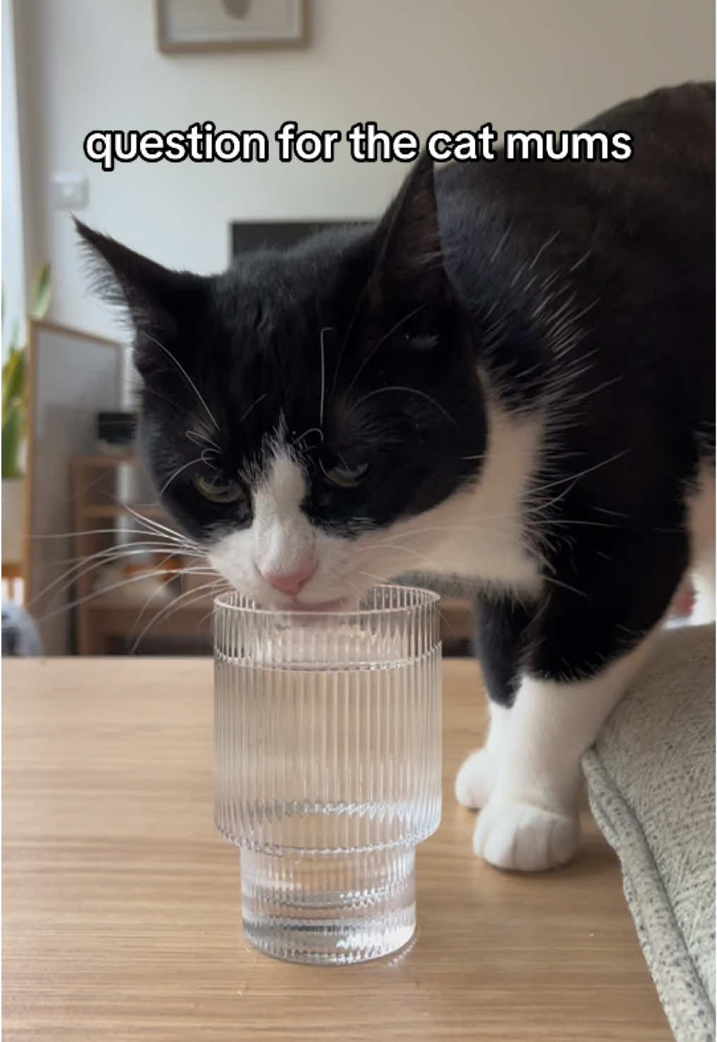 she also looks funny drinking it 😹 #tuxedocat #girlcat #catmom 