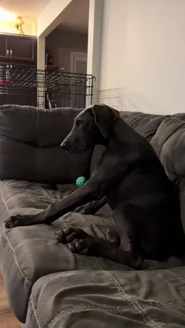 My husband and I adopted a Great Dane. She name is Roxy and she is almost 4 months old and weighs 45 lbs. she has started to find her voice.. #greatdanesoftiktok #greatdane #greatdanepuppy #justababy #bluegreatdanesoftiktok 