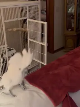 When you have a noisy cockatoo #parrot #cockatoo #parrotsoftiktok #funny #fyp #birdsoftiktok #parrotlover 