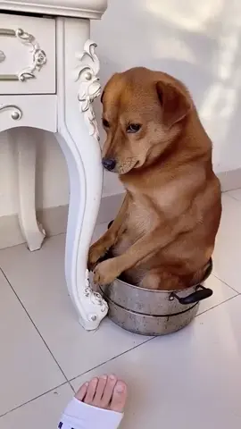 #dog #dogs #fyp #tiktok 