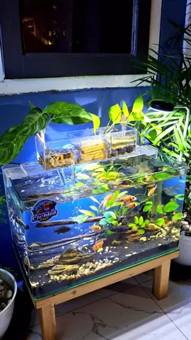 nikmati progress nya ✨️✨️ #cichlids #cichlidtank #aquarium #fishtank  #aquascape 