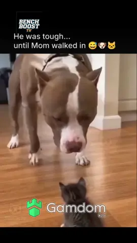 He was tough until Mom walked in😳😂