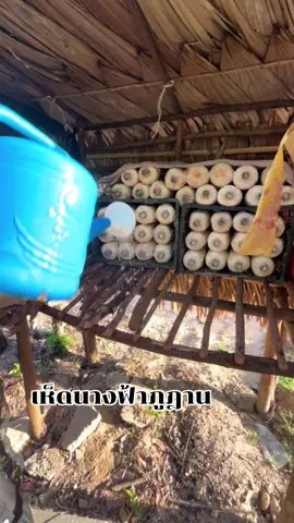 #เทรนด์วันนี้ เห็ดนางฟ้าภูฎาน 1 กล่อง บรรจุ20ก้อน🍄‍🟫#เห็ดนางฟ้าภูฐาน #ของดีอร่อยบอกต่อ 