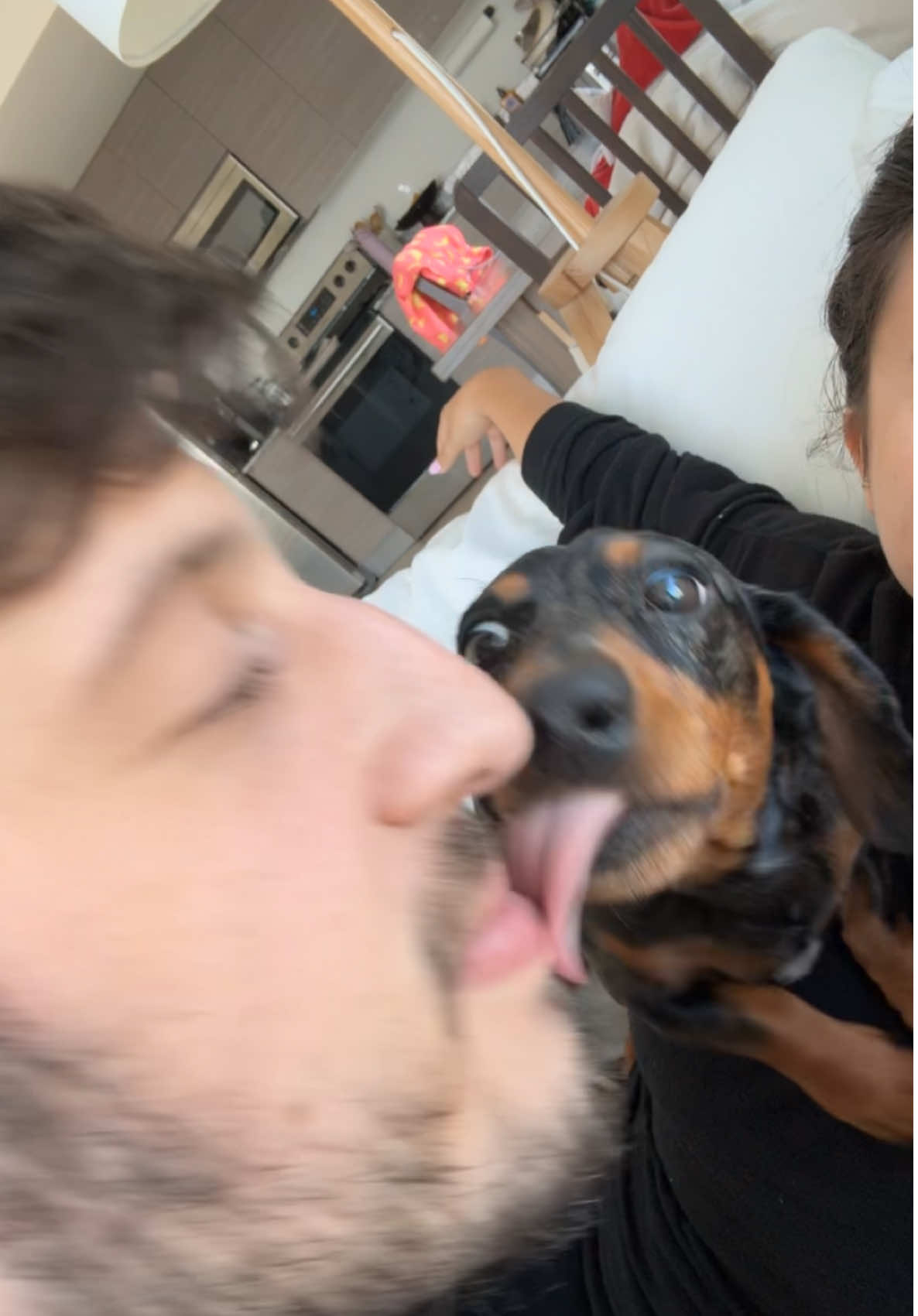 nope daddy is NOT allowed to kiss my momma! not on my watch!!!  #dachshund #dachshundsoftiktok #fyp #funnydogs #cutedogs 