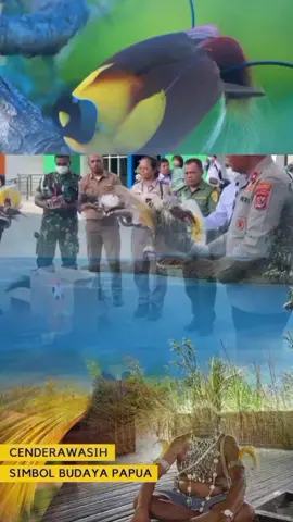 Adili Pelaku dan Proses Hukum segera... Kalau memang ada orang Indonesia (atau siapa pun) yang secara nyata membakar burung Cenderawasih, maka itu bukan hanya tindakan kejam terhadap hewan langka, tapi juga serangan terhadap simbol dan martabat budaya orang Papua. Tindakan seperti itu harus dipertanyakan keras dan diproses secara hukum, karma:  Melanggar hukum lingkungan dan perlindungan satwa Burung Cenderawasih termasuk satwa dilindungi berdasarkan hukum Indonesia dan hukum internasional, antara lain: UU Nomor 5 Tahun 1990 tentang Konservasi Sumber Daya Alam Hayati dan Ekosistemnya PP Nomor 7 Tahun 1999 tentang Pengawetan Jenis Tumbuhan dan Satwa CITES (Convention on International Trade in Endangered Species) Siapa pun yang membunuh, menyiksa, memperjualbelikan, atau membakar barang budaya dilindungi bisa dikenai:  Hukuman penjara maksimal 5 tahun dan denda sampai Rp 100 juta (Pasal 21 ayat (2) dan Pasal 40 ayat (2) UU No. 5 Tahun 1990).  2. Menyakiti nilai budaya dan spiritual orang Papua Bagi masyarakat adat Papua, burung Cenderawasih bukan sekadar fauna, tapi roh kehidupan dan identitas leluhur. Membakarnya sama artinya dengan menodai simbol kesucian dan kebanggaan rakyat Papua. Ini juga bisa dikategorikan sebagai tindakan penghinaan terhadap nilai budaya daerah sebagaimana diatur dalam:  UU Nomor 5 Tahun 2017 tentang Pemajuan Kebudayaan. Negara seharusnya melindungi ekspresi dan simbol budaya masyarakat adat, bukan membiarkan pelecehan seperti itu. 3. Harus ada sikap tegas dan investigasi publik Jika kejadian seperti itu benar terjadi, langkah-langkah yang seharusnya dilakukan: 1. Dewan Adat Papua atau Dewan Kesenian Papua Pegunungan bisa membuat pernyataan resmi mengecam tindakan tersebut. 2. Laporan ke Polres atau Balai Konservasi Sumber Daya Alam (BKSDA) agar pelaku ditindak sesuai hukum. 3. Publikasi melalui media dan koalisi HAM agar masyarakat tahu bahwa tindakan itu bukan “hal kecil”, tapi serangan terhadap martabat bangsa Papua. Kesimpulan  Membakar burung Cenderawasih bukan hanya kejahatan terhadap alam, tapi juga penghinaan terhadap jiwa dan roh bangsa Papua. Pelaku harus diusut dan diproses secara hukum, karena mereka tidak hanya membakar burung, tapi membakar simbol kehidupan dan kehormatan orang Melanesia. #savecenderawasihpapua 