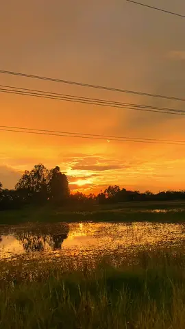 ลมหนาวมาแล้วเด้อ 🍃🌾 #วิวบ้านนอก🍃 #เกี่ยวข้าว #ลมหนาว #อีสานบ้านเฮา #เทรนด์วันนี้ 