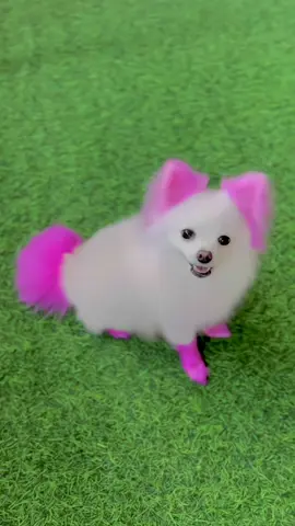 Ba’t kasi hindi madala sa SM HHAHAAHHA! #fyppppppppppppppppppppppp #tiktokaffiliate #petstains #pinktok #pomeranian 