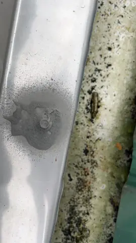 Butas ng bubong no more #waterproofing #roofsealant #roofspray #rubbercoating #flexiblerubberspray 