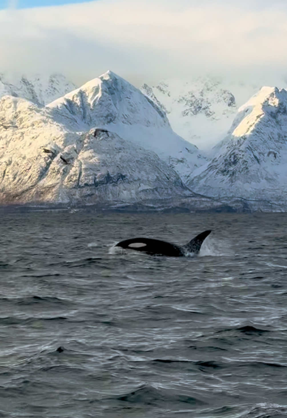 Todays orcas in stunning winter scenery😍🏔️🐋  #whalewatching #whale #orca #arctic #norwaytravel 