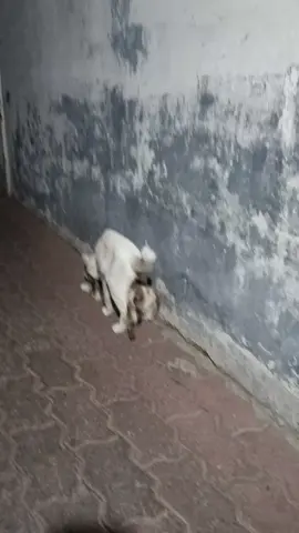 kalakuan si mochi ngareneuhan si begeng 😩