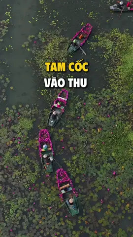 Tam Cốc vào thu, mùa hoa phủ kín lối 🪷 #tamcoc #ninhbinh #disanvietnam #muahoasung #muathu 