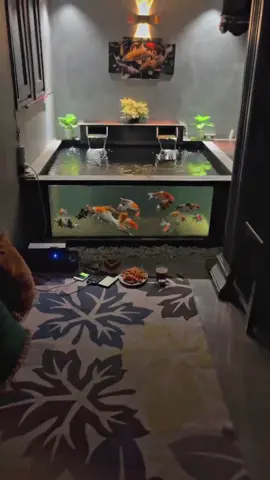 ngadem dulu😂  #koiindonesia #kolamkoiminimalis #hobiikan #ikankoi #koifish 