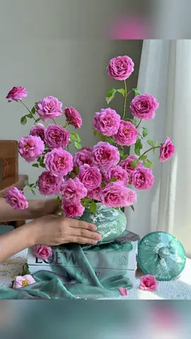 Alexandra of Kent Rose 💗#hoa #yeuhoa #camhoa #hoahong #rose #alexandraofkentrose #kentrose 