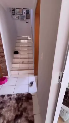 Meu cachorro na geladeira?? Como assim?! #cachorrosdotiktok #goldenretriever #fyp #videoviral #petsengracados
