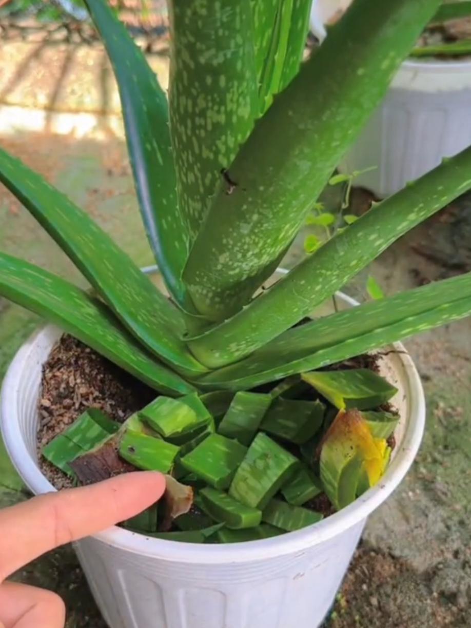 Just 1 pot of aloe vera - you have 5 surprising uses in the house #aloevera #herbal # #plants #garden #aloeveragel 