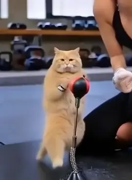 Động vật đáng yêu #xuhuong #cat #kungfu #petcute #funnyvideos 