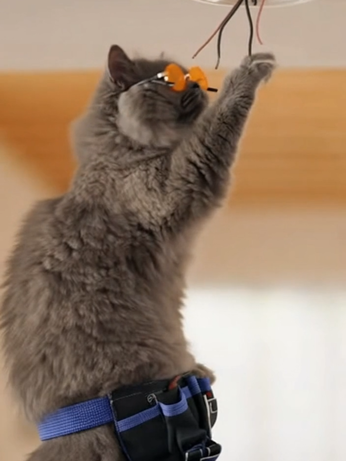 Katze kriegt einen Stromschlag #cat #funny #sora #ai #fyp 