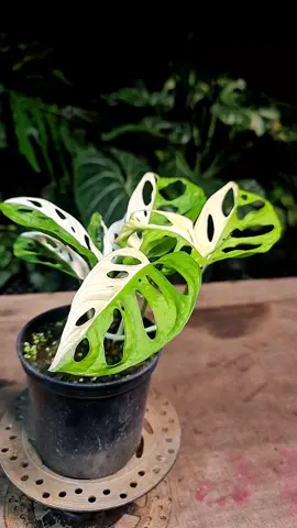 adansonii albo 2 thân 250k + ship Dano: @976,,438,,481 #anthurium #syngoniumaurea  #philodendron #monstera  #alocasia 