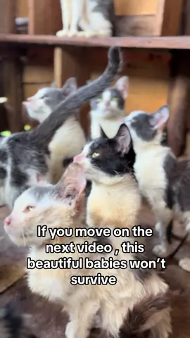 If you move on the next video , this beautiful babies won’t survive 