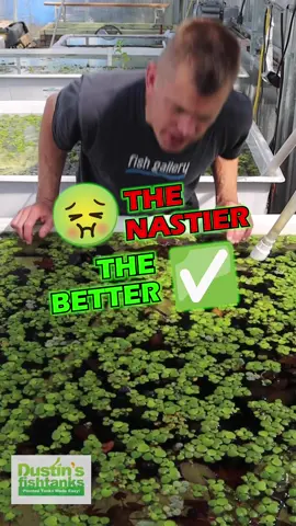 The Nastier 🤮 The Better ✅ Here is Frog bit (the perfect Floater) How would you like the perfect floating plant? A plant that doesn’t take over like duckweed? A plant that you can easily remove if it is blocking out too much light? A plant that has the most symmetrical from of any floating plant? Say hello to Frog bit. What is it’s scientific name? In the words of a great southern plant supplier... “Honey, it didn’t come with a birth certificate.” (We believe it’s Limnobium laevigatum) This is cool round little plant. It has leaves that are around an inch in diameter. They are nearly perfect circles. Unlike a dwarf lily or a red tiger lotus these leaves have a thicker texture to them. They seem to be a bit more durable. While I don’t keep plant eating fish, I would guess these would hold up to plant eaters a tad better than a duckweed. These would make a great edition to a tank that is suffering from an algae problem as they would be able to cover a decent amount of surface area in a small amount of time. LIKE ALL FLOATING PLANTS... These have the “Aerial advantage” that is to say they can get more both more light and CO2 from the waters surface. (CO2 is easier to obtain form the atmosphere than in water, and the light- any light- doesn’t need to penetrate any water at all) What I like about this plant is how it stays as ONE unit and makes a “mini lily pad” setup for our smaller indoor setups. GRAB SOME FROG BIT while we have it in stock. Shop Now! TANK ON! 👇 https://dustinsfishtanks.com/products/frog-bit-the-perfect-floater Follow us! @DustinsFishTanks https://linktr.ee/dustinsfishtanks