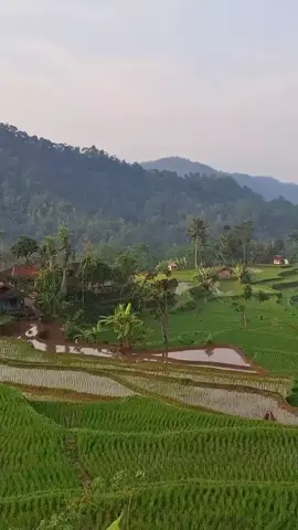 subhanallah♥️♥️ #pedesaan  #murottalquran 