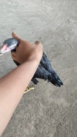 leher putar  #BorgolJr #phanat #phanatkhoy  #fyppppppppppppppppppppppp #ayambangkok 