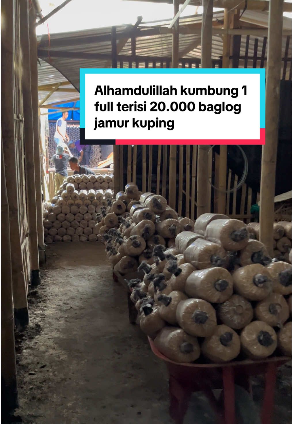 Tiada yang lebih indah selain jamur masih panen tapi sudah datang baglog baruu😁😇 . . . #jamur #jamurkuping #jamurkupingmagelang #sahabatjamur 