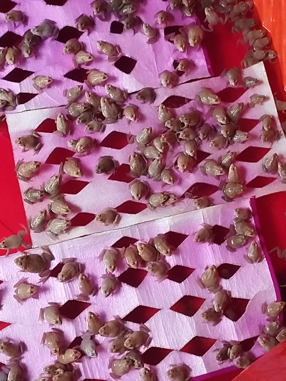 bột tím bịch 1kg xử lí nước cho ao tôm cá ếch lương giúp sát trùng #thanhly046 #bottim #xuhuongtiktok2025 #xuhuongtiktok2024 