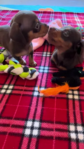 Matilda’s sister Dia came for a play date today. Be prepared for lots of videos of this cuteness! 🥰