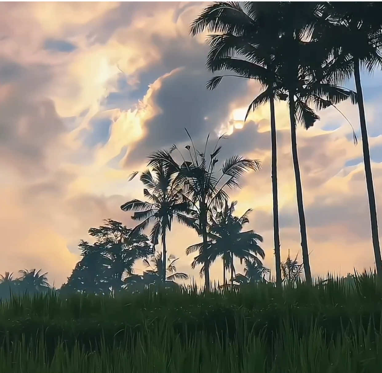 nature🌾 | #fyp #foryou #aesthetic #sawah #fypシ 