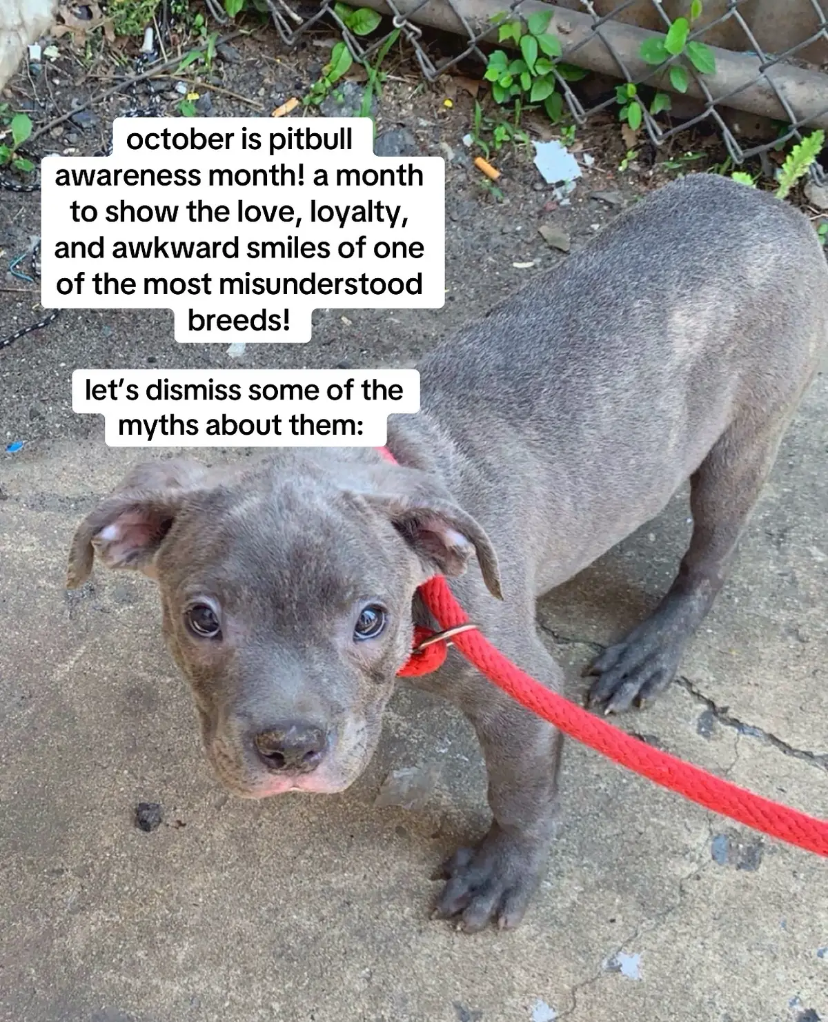 rescuing my pitbull was supposed to be about giving them a second chance but it turns out, he rescued me right back. my pitbull has taught me patience, unconditional love, and what it means to be truly seen. he reminds me that the most misunderstood dogs often have the biggest hearts. #PitbullAwarenessMonth #AdoptDontShop #RescueLove #EndTheStigma #PitbullsAreFamily