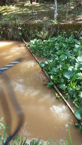 #mesinbor #borlistrik #borlistrikmurah 