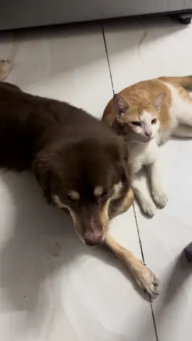 bth cạp đầu ngta ko mà nay bày đặt dựa dựa =))