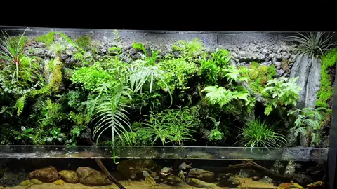 Ngắm cá đêm khuya #ngamcacungan #ngamca #chill #hocangoaitroi #paludarium 