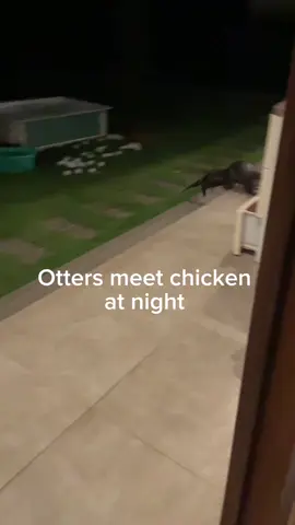Otters shocked to find a chicken at the front door. - - - - - #otter #otters #otterlove #otterlife #cute #berangberang #nutria #nutrias #カワウソ#animal #splashandwakuwaku